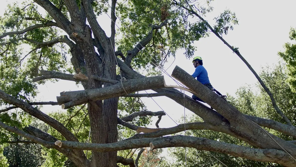 Professional Crown Thinning performed by certified arborists in Lawrence Township