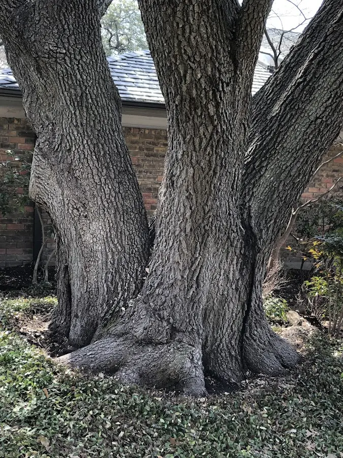 Mature heritage tree close to a Lawrence Township property cared for by certified arborists